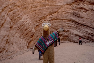 Cafayate: Full-day tour of wineries and wine tasting