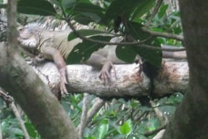 Cartagena: FISHERMEN'S ISLAND IN THE MANGROVES by canoe