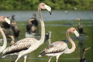 Cartagenassa: KALASTAJAN SAARI MANGROVESSA kanootilla.