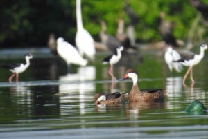 Cartagena: WYSPA RYBACKA W MANGROVES kajakiem