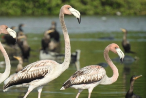 Cartagena: FISHERMEN'S ISLAND IN THE MANGROVES med kano