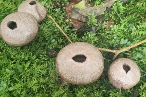Cascada Escondida - San Lorenzo: trekking og natur i Salta