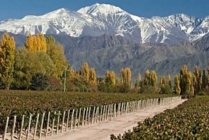 Tour privato di Mendoza: 3 cantine con pranzo in coppia