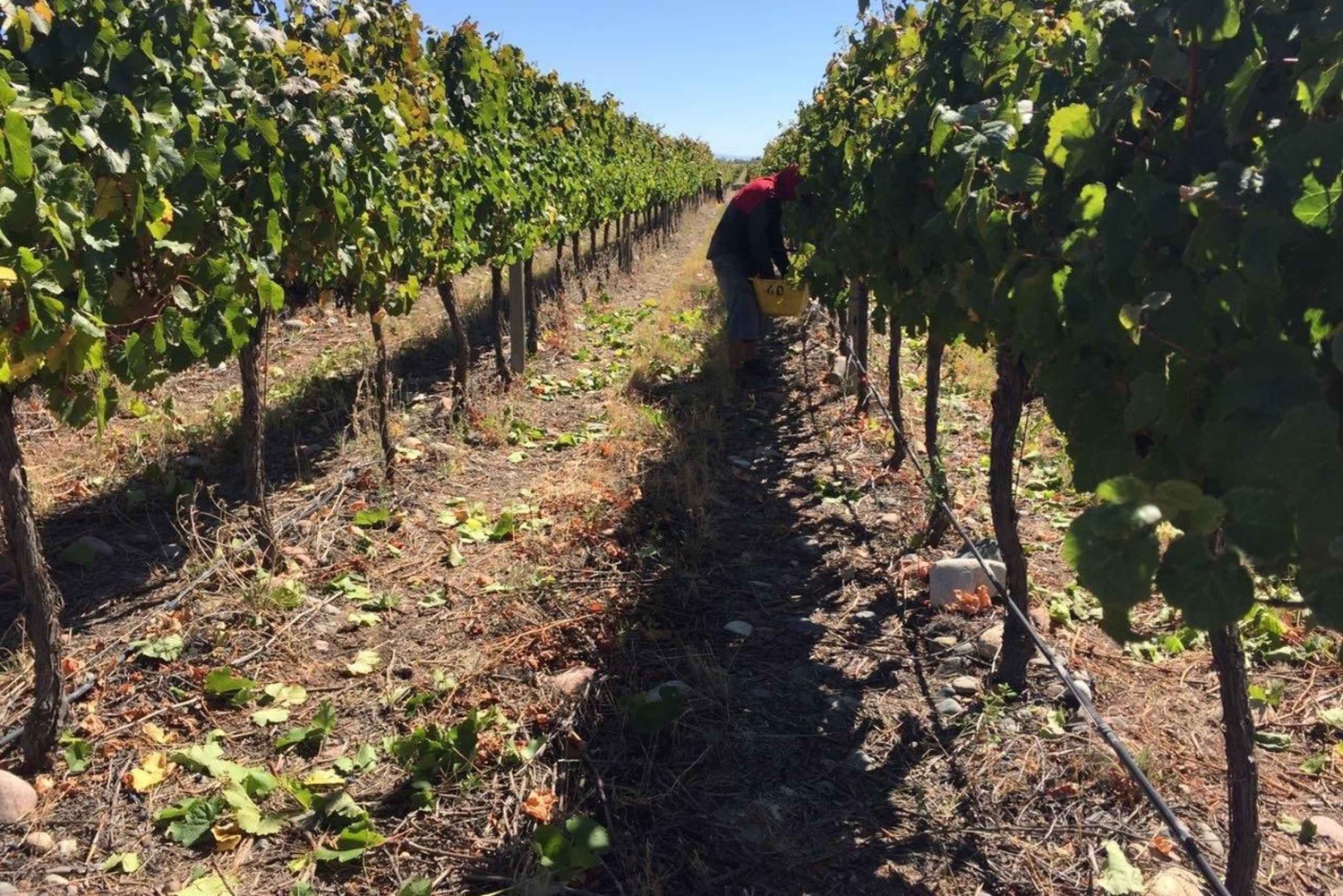 Classic Wine Tour on a Budget. Lunch. Private Driver