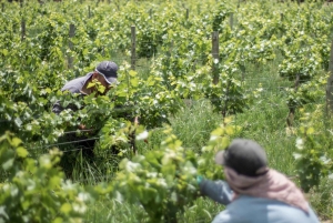 Classic Wine Tour on a Budget. Lunch. Private Driver