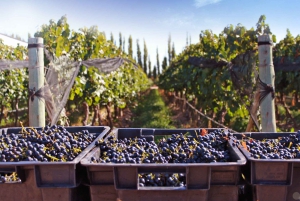 Classic Wine Tour on a Budget. Lunch. Private Driver