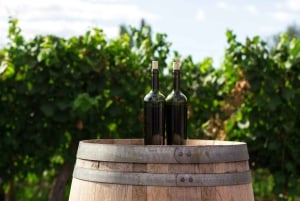 Colonia del Sacramento: Privat tur til Carmelo by og vingårder