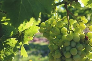 Colonia del Sacramento: Privat tur til Carmelo by og vingårder