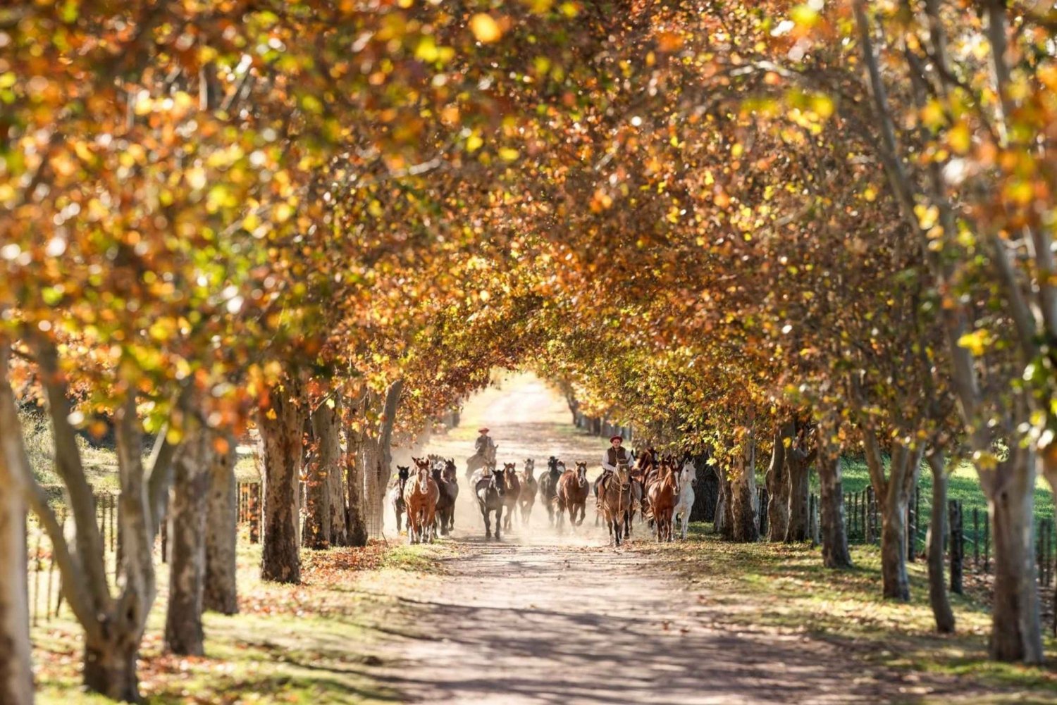 Giornata di polo - barbecue e vino al Pompeya Polo - Ascochinga-Córdoba