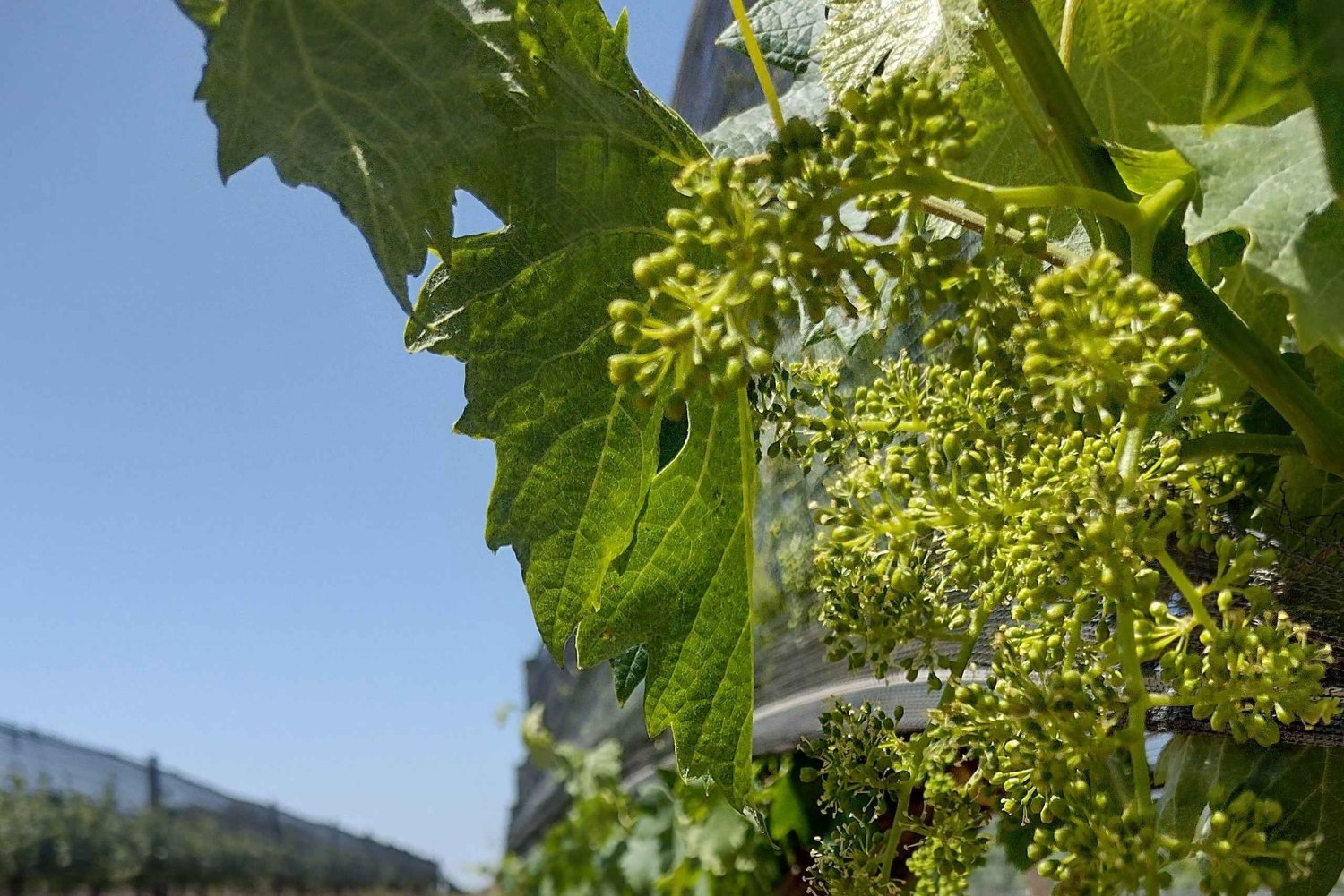 Córdoba: Wine Tour Privado a Colonia Caroya - Dia completo