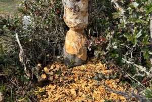 Ruta de la Centolla y Sabores del Mar – Tour a Puerto Almanza