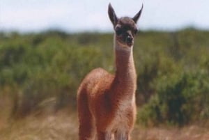 Круизная береговая экскурсия Полуостров Вальдес - Бокс-ланч включен