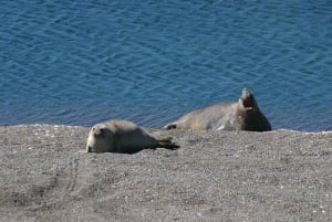 Crucero Excursión en tierra Península Valdés (almuerzo y tickets de entrada)