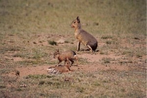 Crucero Excursión en tierra Península Valdés (almuerzo y tickets de entrada)