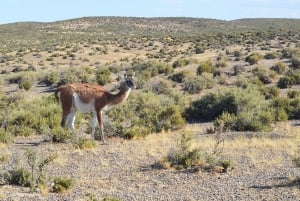 Crucero Excursión en tierra Península Valdés (almuerzo y tickets de entrada)