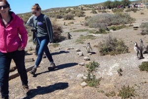 Cruise Shore Excursion Pta Tombo (penguins) Box lunch incl.