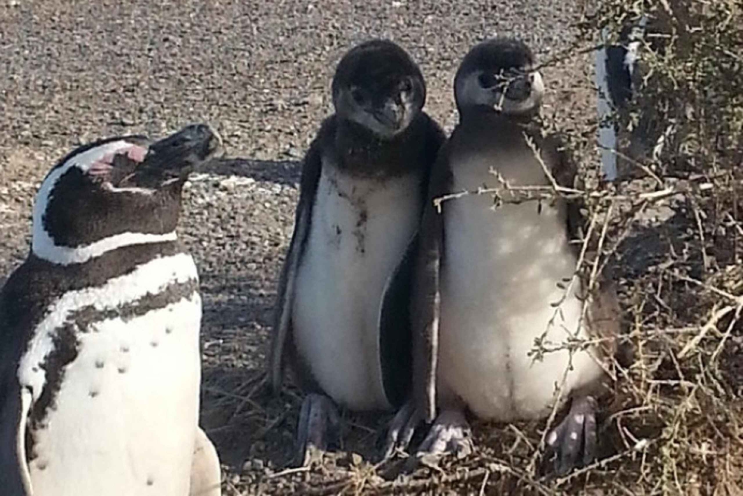 Risteily Rantaretki Pta Tombo (pingviinit)