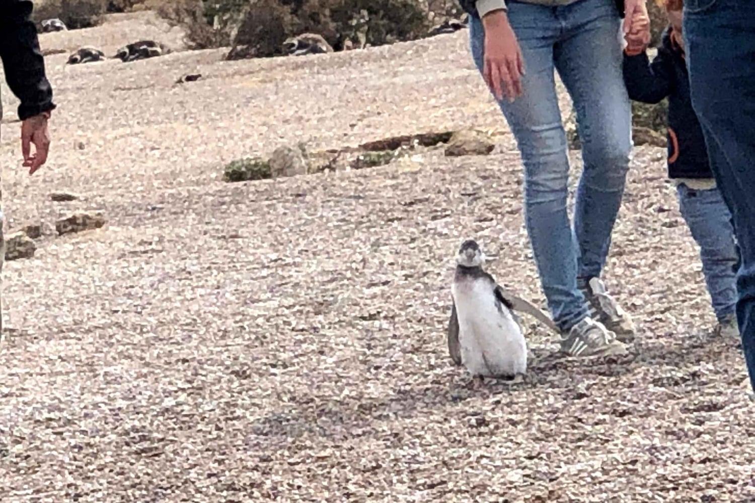 Risteily Rantaretki Pta Tombo (pingviinit)
