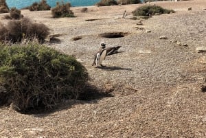 Risteily Rantaretki Pta Tombo (pingviinit)