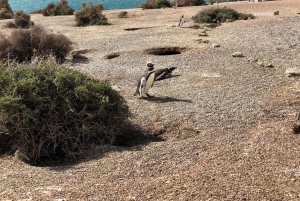 Круизная береговая экскурсия Пта Томбо (пингвины)