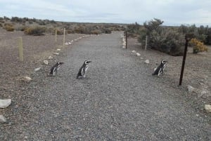 Cruise Shore Punta Tombo - tickets en lunch inbegrepen