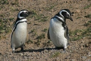 Cruise Shore Punta Tombo - tickets and lunch included