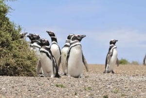 Cruise Shore Punta Tombo - billetter og frokost inkluderet