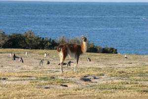 Croisière sur le rivage de Punta Tombo - billets et déjeuner inclus