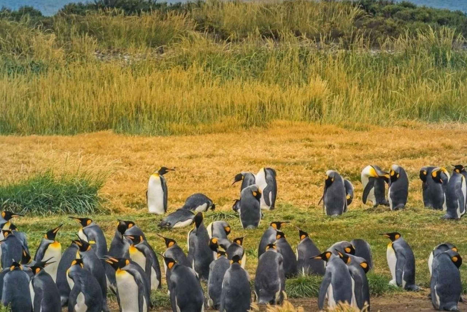 Päivän seikkailu Tierra del Fuegossa: Kuningaspingviinit