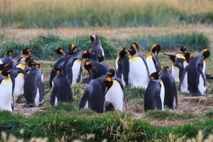 Aventura de um dia na Terra do Fogo: Pinguins Rei