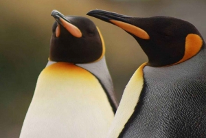 Journée d'aventure en Terre de Feu : Les manchots royaux