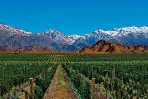 Passeio de um dia pelas vinícolas de Mendoza