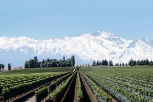 Passeio de um dia pelas vinícolas de Mendoza