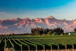 Passeio de um dia pelas vinícolas de Mendoza