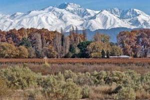 Passeio de um dia pelas vinícolas de Mendoza