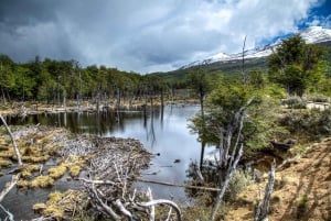 Oplev nationalparken Tierra del Fuego