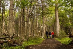 Oppdag Tierra del Fuego nasjonalpark