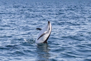 Abenteuer Delfinbeobachtung