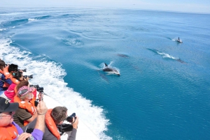 Avistamiento de delfines y paseo en barco en Puerto Madryn