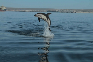 Avistamiento de delfines y paseo en barco en Puerto Madryn