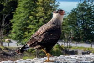 El Calafate: 2-Day Perito Moreno Glacier & All Glaciers