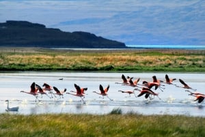 Visite de la ville d'El Calafate et des grottes de Walichu