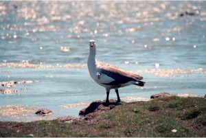 El Calafate Stadttour und Walichu Höhlen