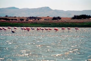 El Calafate City Tour og Walichu-grottene