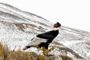 Stadstur i El Calafate och Walichu-grottorna