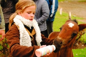 El Calafate: Estancia 25 de Mayo Tour with Dinner & Transfer (Illallinen ja kuljetus)