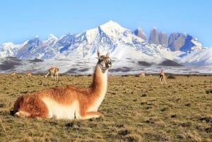 EL CALAFATE: Get to know the Torres del Paine in Chile !