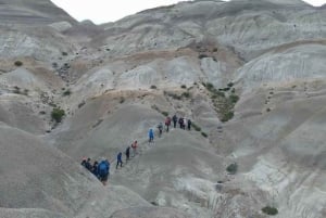 El Calafate: La Leona Petrified Forest Day Trip