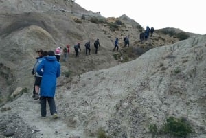 El Calafate: La Leona Petrified Forest Day Trip