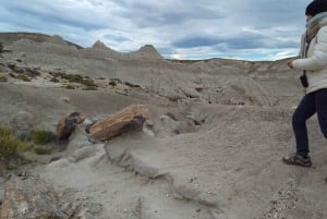 El Calafate: La Leona Petrified Forest Day Trip